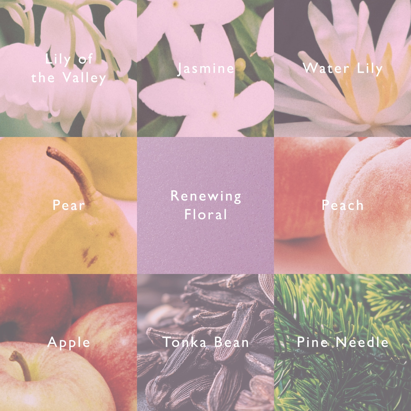 Lily of the Valley,Jasmine,Water Lily,Pear,Renewing Floral,Peach,Apple,Tonka Bean,Pine Needle